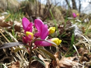 PASSEGGIATA DI PASQUETTA ALLA CROCE DI ZORZONE Lunedi 9 aprile 2012 - FOTOGALLERY